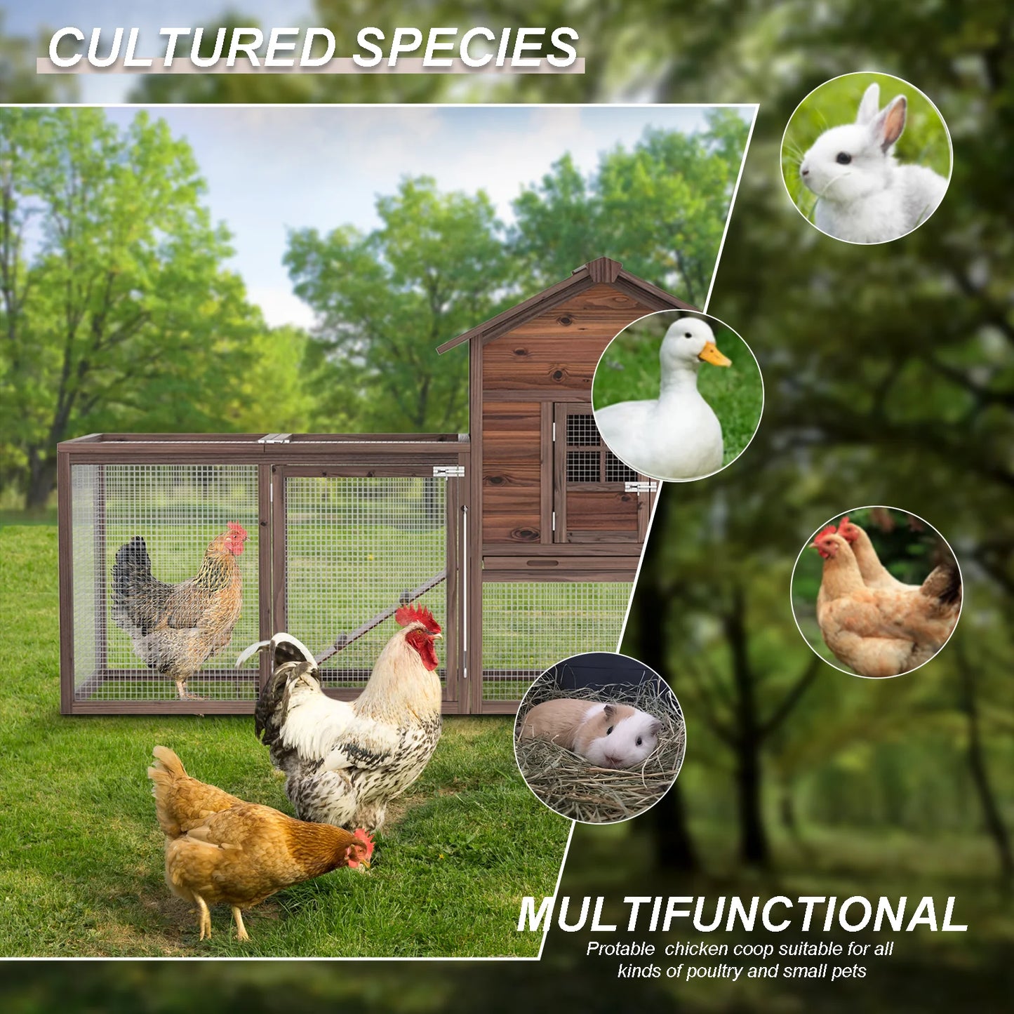 Hign-concerned Chicken Coop For 5 Chickens With Nesting Box